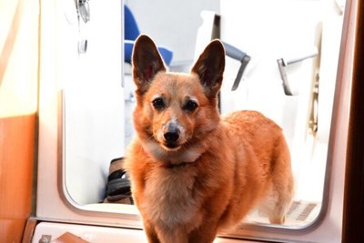 Mina in the companionway. I swear she poses for photos! Somewhere on our trip 2018