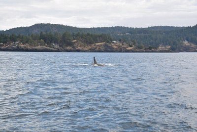 We had just left Poets Cove South Pender Island BC Canada. 3 smaller female killers passed us. I ran for the camera. By the time I got back up to the cockpit 3 were gone and a large Male had just passed us! The were moving fast!